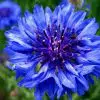Centáurea Azul: 20 Sementes