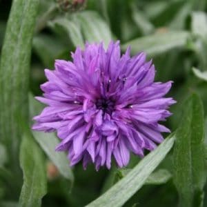 centaurea sortida 20 sementes 3986 e1496868374821