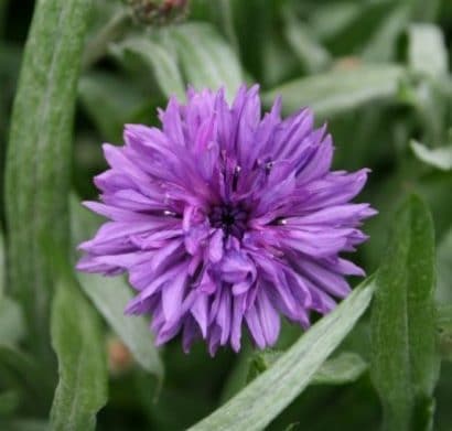 centaurea sortida 20 sementes 3986 e1496868374821