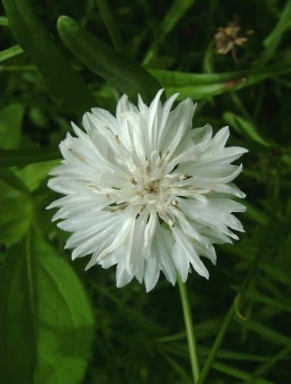 centaurea sortida 20 sementes 4990 e1496868342408