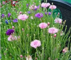 centaurea sortida 20 sementes 6182 e1496868394491
