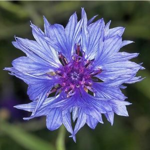 centaurea sortida 20 sementes 9093 e1496868313320