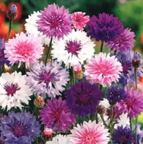 centaurea sortida 20 sementes 9878 e1496868411865