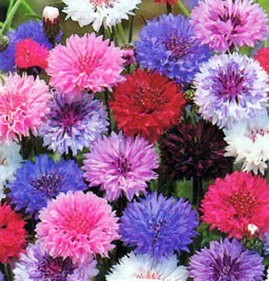 centaurea sortida