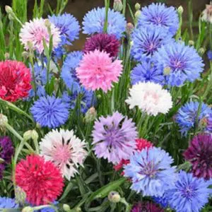 centaurea sortida1