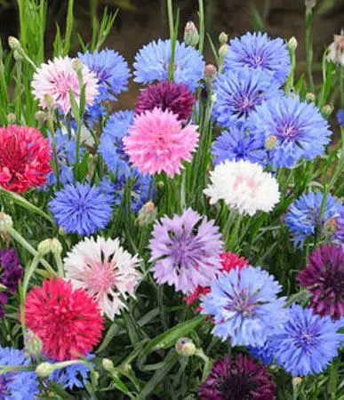 centaurea sortida1