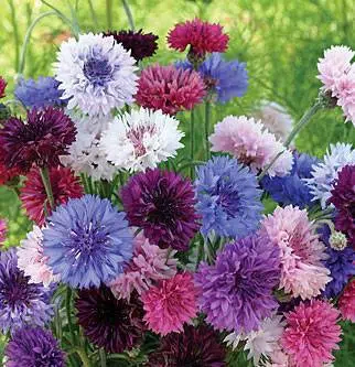 centaurea sortida2