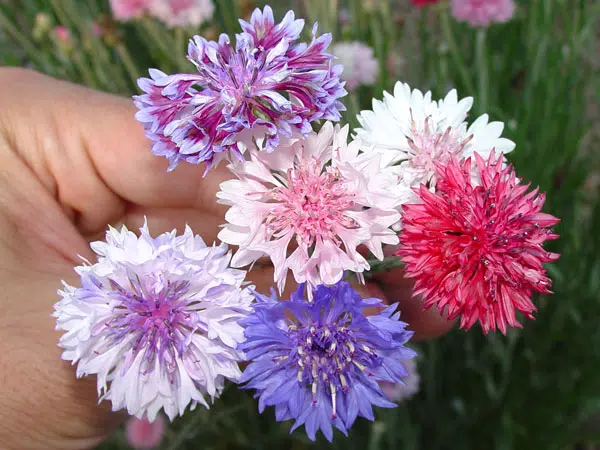 centaurea sortida3