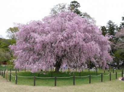 cerejeira japonesa 5 sementes 0058 e1496864181971