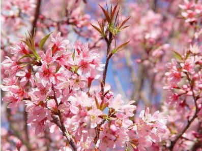 cerejeira japonesa 5 sementes 0154 e1496864162694