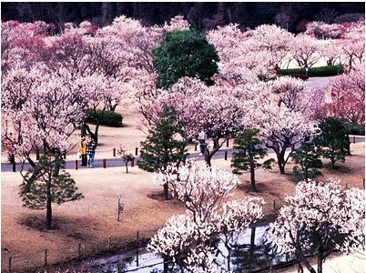 Cerejeira Japonesa: 5 Sementes