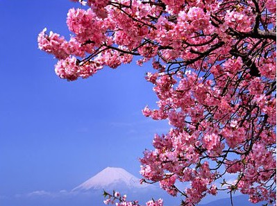 cerejeira japonesa 5 sementes 1469 e1496864028475