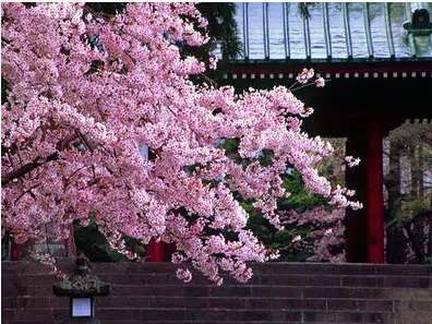 cerejeira japonesa 5 sementes 3046 e1496864079505