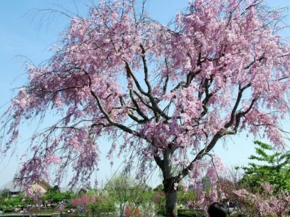 Cerejeira Japonesa: 5 Sementes