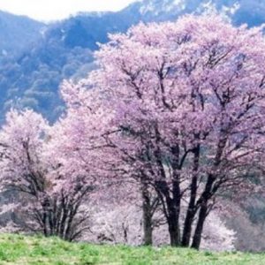 cerejeira japonesa 5 sementes 4266 e1496864218568