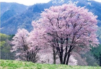 cerejeira japonesa 5 sementes 4266 e1496864218568