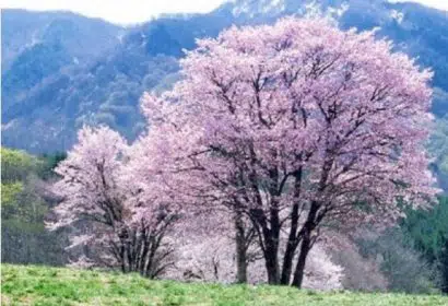 cerejeira japonesa 5 sementes 4266 e1496864218568