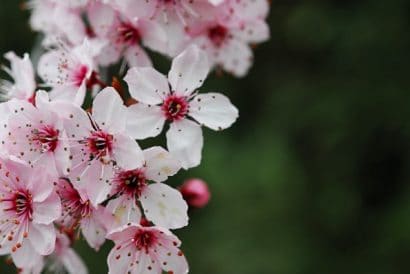 cerejeira japonesa 5 sementes 4586 e1496863893982