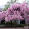 Cerejeira Japonesa: 5 Sementes
