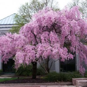 Cerejeira Japonesa: 5 Sementes