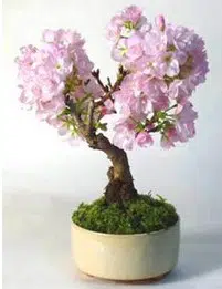 cerejeira japonesa 5 sementes 6694 e1496863936184