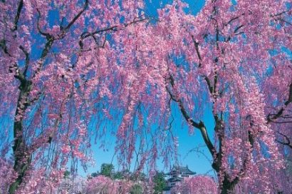cerejeira japonesa 5 sementes 9698 e1496863953695