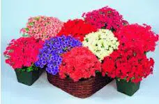 chitinha ana sortida 20 sementes 0909 e1496868286707