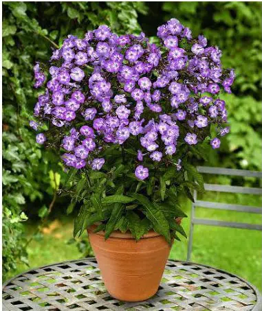 chitinha ana sortida 20 sementes 3418 e1494729807430