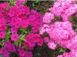 chitinha ana sortida 20 sementes 5022 e1496868003363