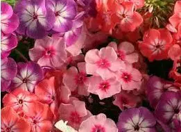 chitinha ana sortida 20 sementes 6534 e1496867985420