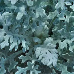 cineraria maritima 20 sementes 2591 e1496865763640