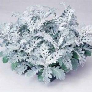 cineraria maritima 20 sementes 2698 e1496865712194