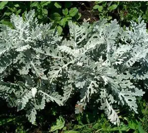 cineraria maritima 20 sementes 2706 e1496865673337