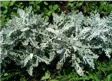 cineraria maritima 20 sementes 2706 e1496865673337