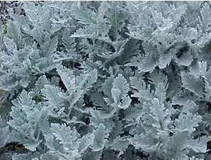 cineraria maritima 20 sementes 4702 e1496865656907