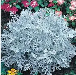 cineraria maritima 20 sementes 7094 e1496865743955