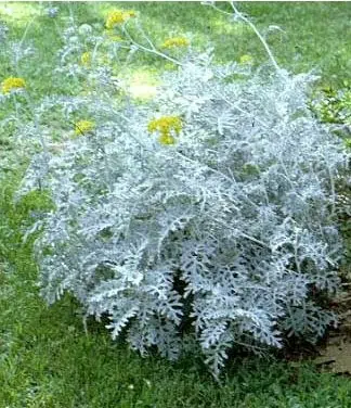 cineraria maritima 20 sementes 9087 e1496865788897