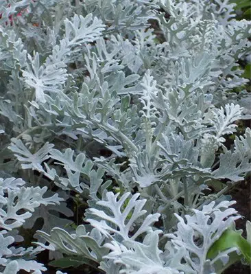 Cinerária Marítima: 20 Sementes