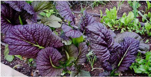 mostarda roxa 50 sementes 5544 e1496086462601