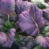 Mostarda Roxa: 50 Sementes