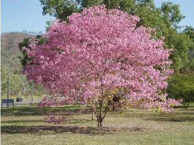 pata de vaca rosa 5 sementes 0012 e1496863751257