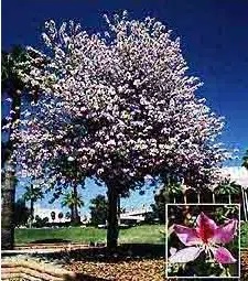 pata de vaca rosa 5 sementes 0135 e1496863628953