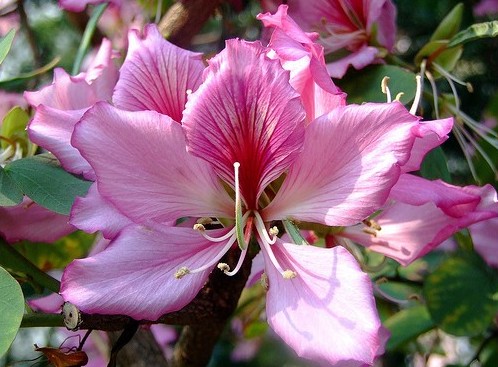 Pata de Vaca Rosa: 5 Sementes - SoFlor Sementes