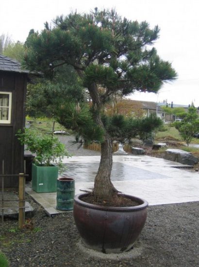 pinheiro negro japones 5 sementes 0132 e1496862614495