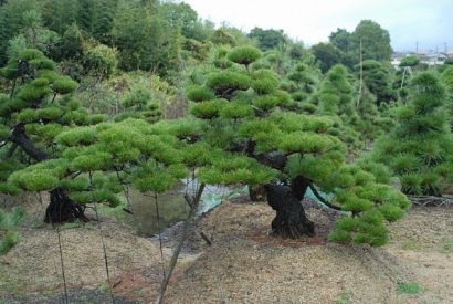 pinheiro negro japones 5 sementes 3824 e1496862571251