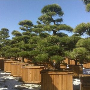 pinheiro negro japones 5 sementes 8120 e1496862550372