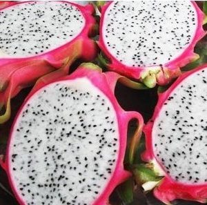 pitaya dragon fruit 15 sementes 3428 e1496865243473