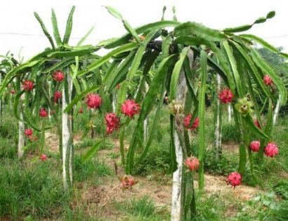 Pitaya (Dragon Fruit): 15 Sementes