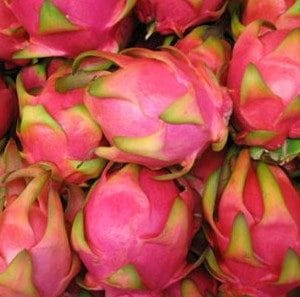 pitaya dragon fruit 15 sementes 6232 e1496865221580