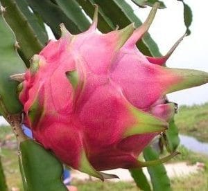 pitaya dragon fruit 15 sementes 7815 e1496865309660